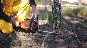 Best Tree Risk Assessment  in Talty, TX