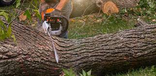 Best Firewood Processing and Delivery  in Talty, TX