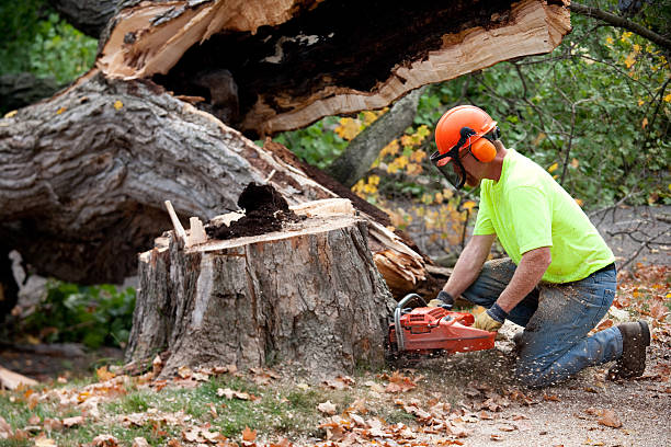 Best Tree Trimming and Pruning  in Talty, TX