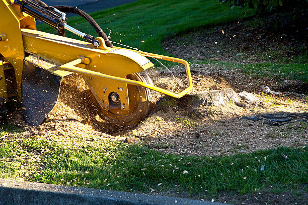 Best Tree Maintenance Programs  in Talty, TX