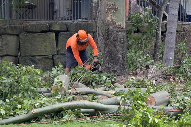 Best Tree Preservation Services  in Talty, TX