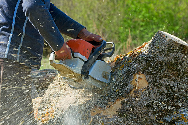 Best Palm Tree Trimming  in Talty, TX